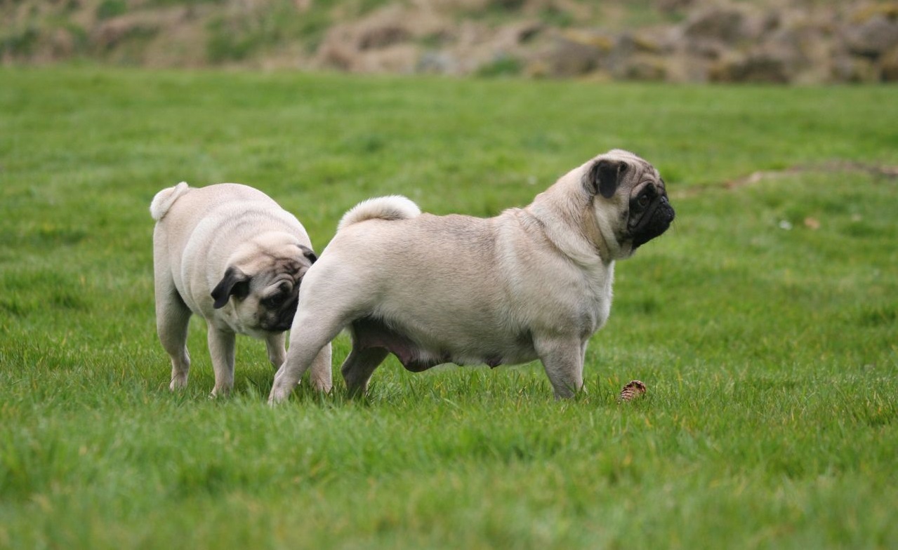 21 um pug cheirando o rabo de outro pug