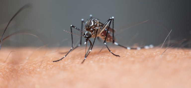 43 Mosquito Aedes aegypti, transmissor da dengue, em close-up